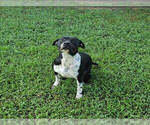 Medium Staffordshire Bull Terrier Mix