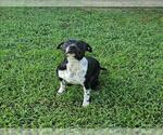 Small Staffordshire Bull Terrier Mix