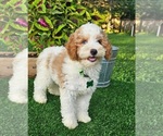 Image preview for Ad Listing. Nickname: Griffin