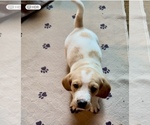 Puppy AKC little boy1 Basset Hound