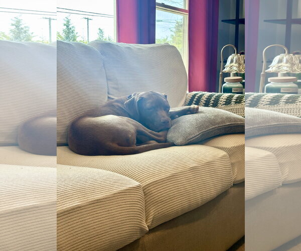 Medium Photo #5 Chocolate Labrador retriever-Unknown Mix Puppy For Sale in Rockaway, NJ, USA