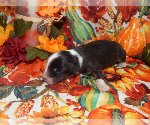 Medium Photo #2 Australian Shepherd Puppy For Sale in CANTON, OH, USA