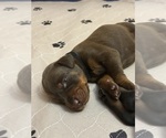 Puppy Black Collar Doberman Pinscher