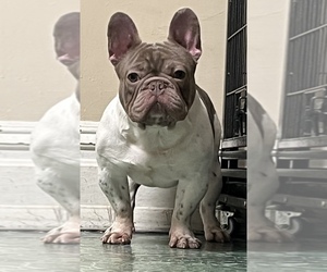 French Bulldog Puppy for sale in PITTSBURGH, PA, USA