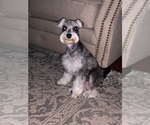 Small Photo #1 Schnauzer (Miniature) Puppy For Sale in MESQUITE, TX, USA