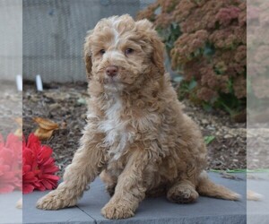 Poodle (Miniature)-Sheepadoodle Mix Puppy for sale in SUNBURY, PA, USA