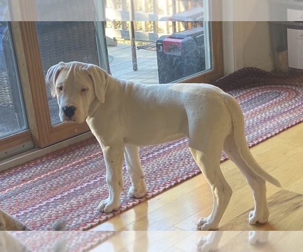 Medium Photo #1 Dogo Argentino Puppy For Sale in BAKERSFIELD, CA, USA