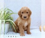 Small #4 Goldendoodle