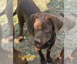 Small #6 Labrador Retriever Mix