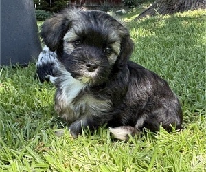 Medium Havanese