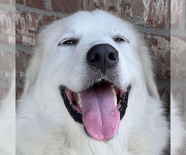 Medium Photo #10 Great Pyrenees Puppy For Sale in Dallas, TX, USA