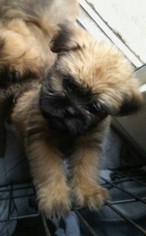 Brussels Griffon Puppy for sale in DENVER, CO, USA