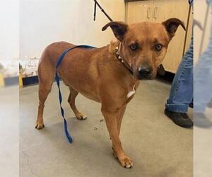 Mutt Dogs for adoption in Camarillo, CA, USA