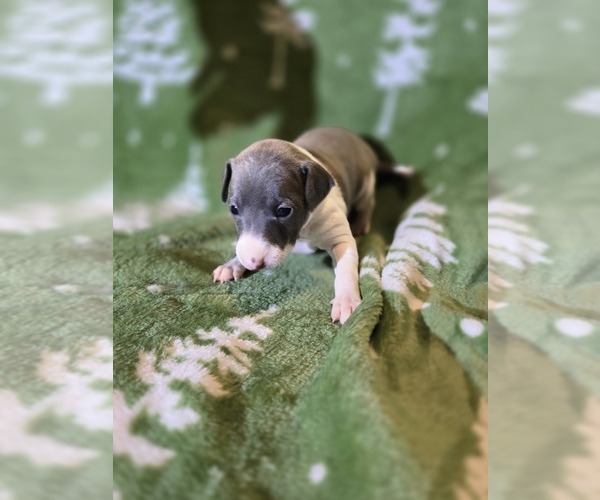 Medium Photo #2 Italian Greyhound Puppy For Sale in NESBIT, MS, USA