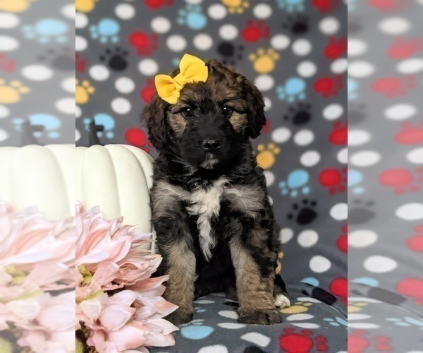 Medium Photo #1 Aussiedoodle Puppy For Sale in OXFORD, PA, USA