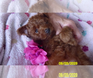Poodle (Toy) Puppy for sale in DULUTH, GA, USA