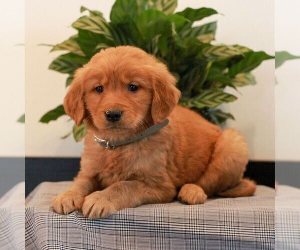 Medium Photo #4 Golden Retriever Puppy For Sale in LITITZ, PA, USA
