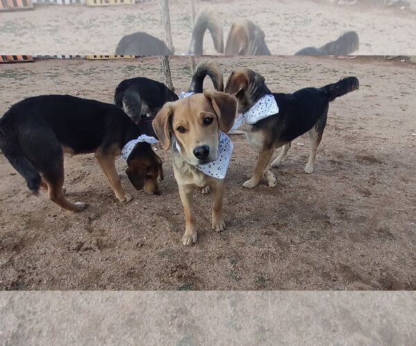 Medium Photo #5 Beagle-Unknown Mix Puppy For Sale in Apple Valley, CA, USA