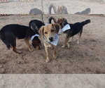 Small Photo #5 Beagle-Unknown Mix Puppy For Sale in Apple Valley, CA, USA