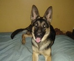 Small Photo #1 German Shepherd Dog Puppy For Sale in RICHMOND, KY, USA