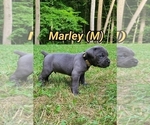 Puppy Marley Cane Corso