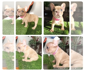 French Bulldog Puppy for sale in PALMDALE, CA, USA