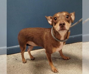 Chihuahua-Unknown Mix Dogs for adoption in Alameda, CA, USA