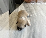 Small Photo #3 Akita Puppy For Sale in LINCOLNTON, NC, USA