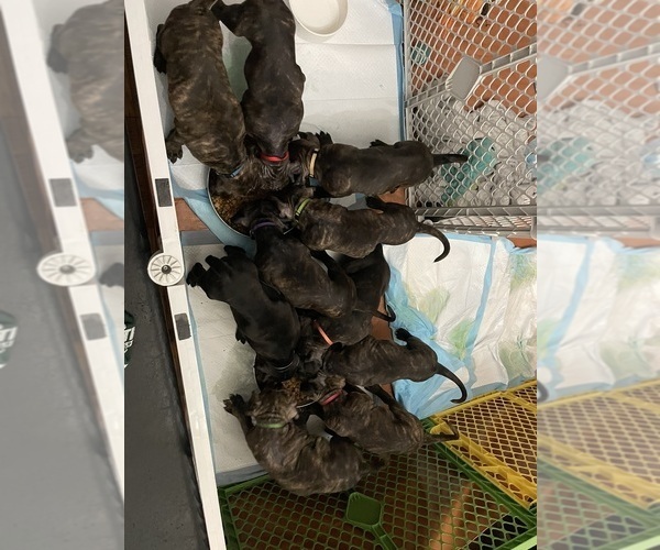 Medium Photo #8 America Bandogge Mastiff-Cane Corso Mix Puppy For Sale in FOLSOM, PA, USA