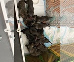 Small Photo #8 America Bandogge Mastiff-Cane Corso Mix Puppy For Sale in FOLSOM, PA, USA