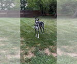Small #3 Great Dane
