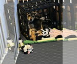 Small #1 Jack Russell Terrier-Papillon Mix