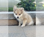 Small Photo #9 Pomeranian Puppy For Sale in CANOGA, NY, USA