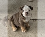 Small Photo #1 Olde English Bulldogge Puppy For Sale in CALDWELL, TX, USA