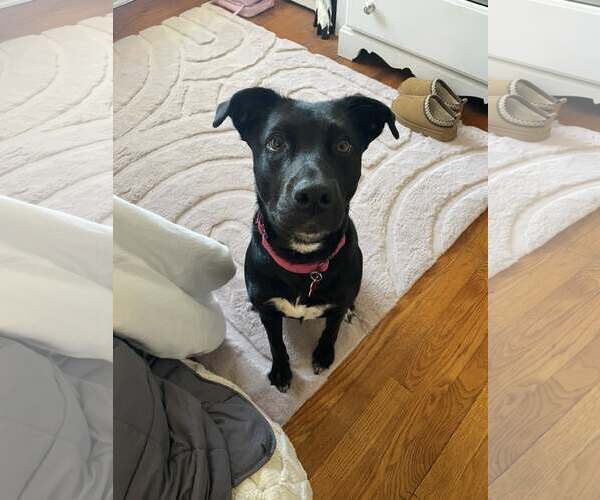 Medium Photo #10 Mutt Puppy For Sale in Sheboygan, WI, USA