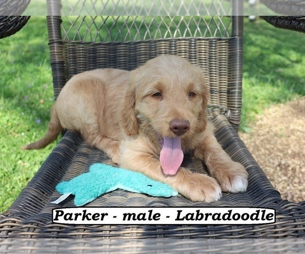 Medium Photo #2 Miniature Labradoodle Puppy For Sale in CLARKRANGE, TN, USA