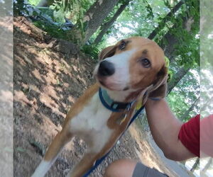 Pongo Beaufort - Male Retriever -Unknown Mix Dog for Adoption - Photo #19