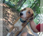 Small #18 Retriever  Mix