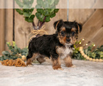 Small Photo #15 Yorkshire Terrier Puppy For Sale in GREENWICH, OH, USA