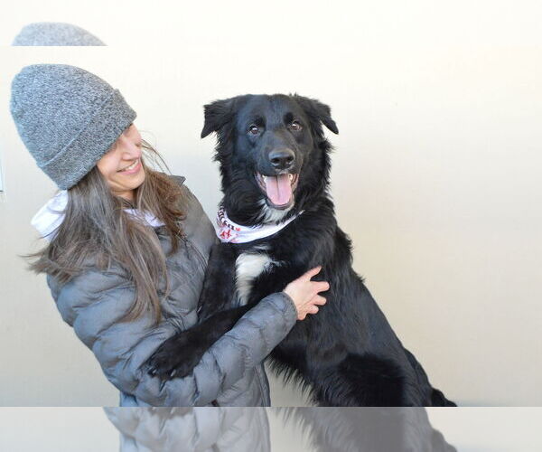 Medium Photo #3 Border Collie-Unknown Mix Puppy For Sale in McKinney, TX, USA