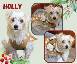 Mutt Dogs for adoption in Lindsay, CA, USA