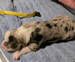 Small Photo #8 Australian Shepherd Puppy For Sale in SYLVA, NC, USA