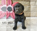 Puppy Maci AKC Eng Labrador Retriever