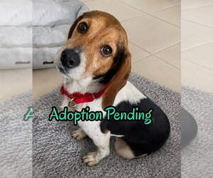 Beagle Dogs for adoption in Dunnellon, FL, USA