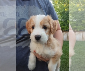 Aussiedoodle Miniature Puppy for sale in COMMERCE CITY, CO, USA