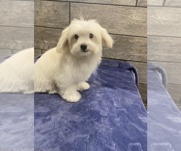 Medium Photo #2 Maltese-Poodle (Toy) Mix Puppy For Sale in RICHMOND, IL, USA