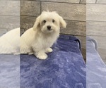 Small Photo #2 Maltese-Poodle (Toy) Mix Puppy For Sale in RICHMOND, IL, USA