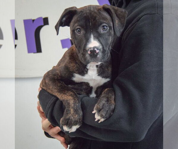 Medium Photo #3 American Staffordshire Terrier-Boxer Mix Puppy For Sale in Huntley, IL, USA