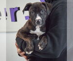 Small #2 American Staffordshire Terrier-Boxer Mix
