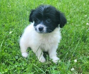 Mal-Shi Puppy for sale in NOVI, MI, USA